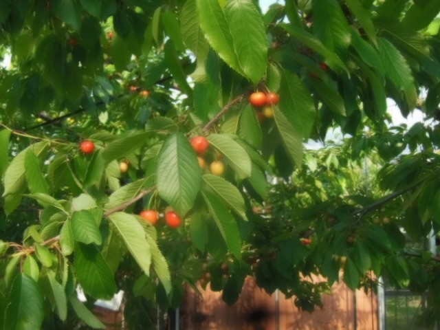DSCN2981