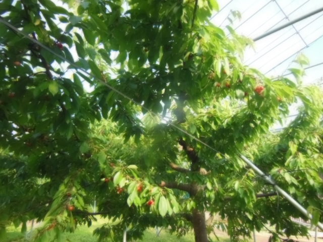 DSCN2982