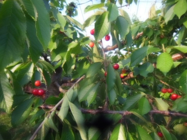 DSCN2988