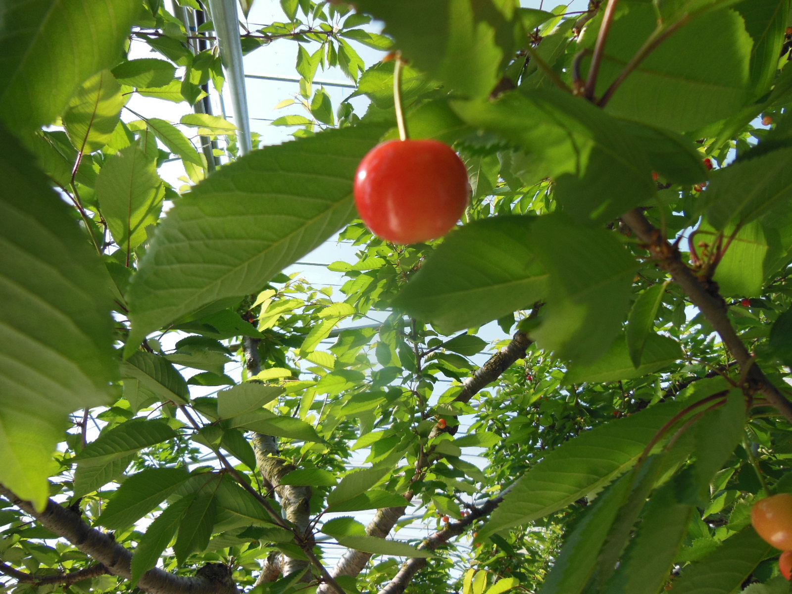 DSCN3003