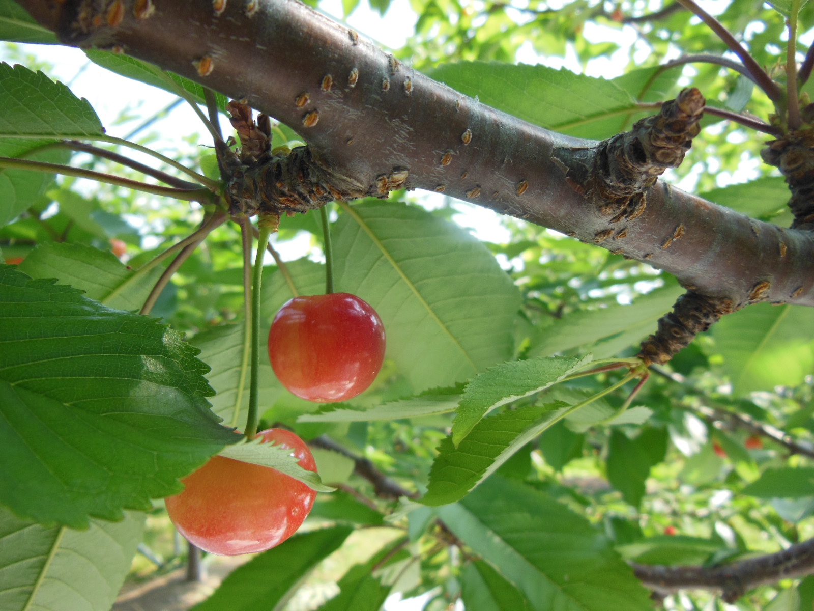 DSCN3004