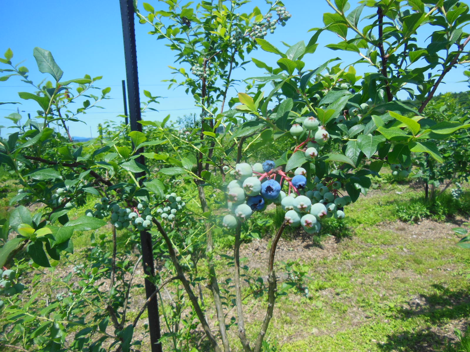 DSCN4033