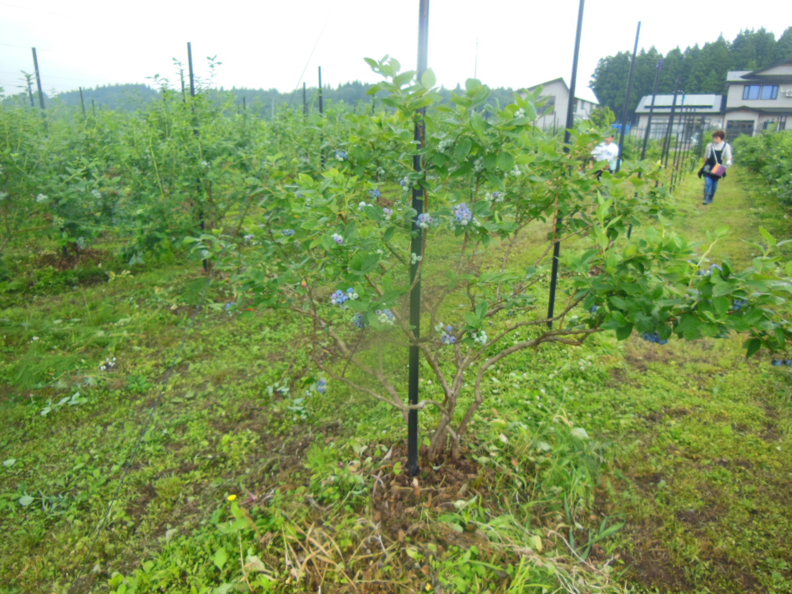 DSCN4043