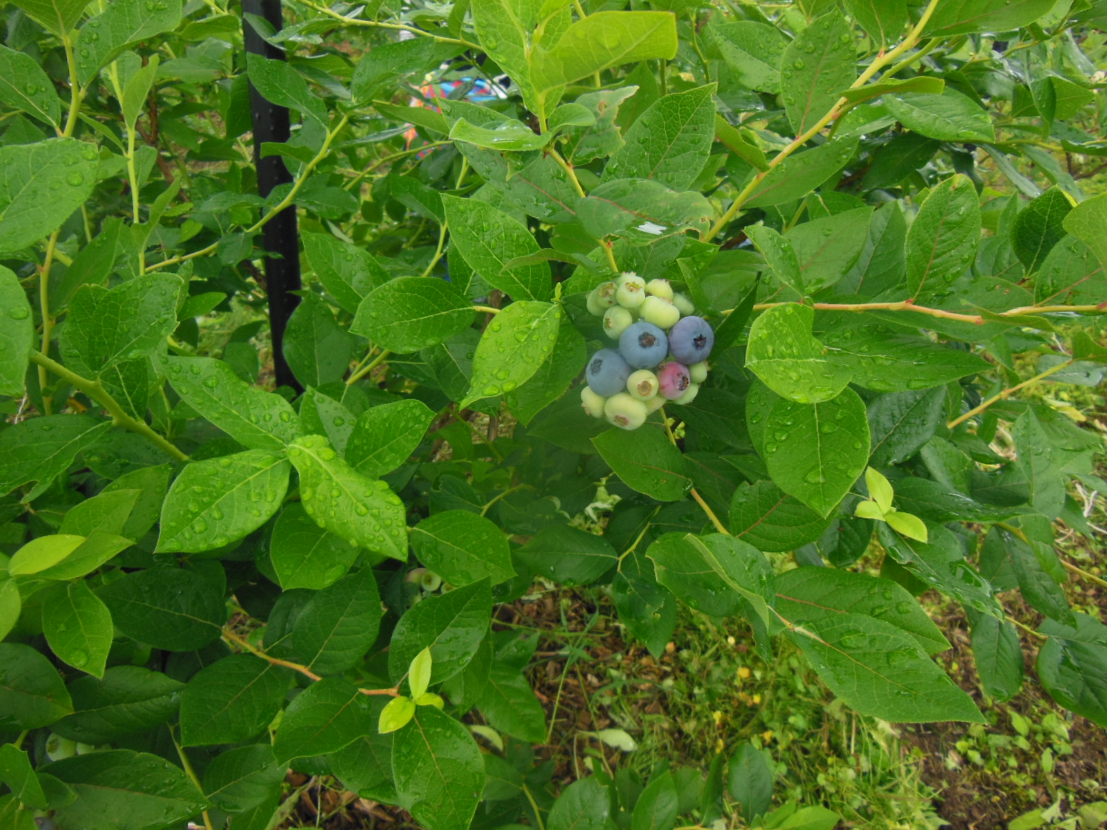 DSCN4044
