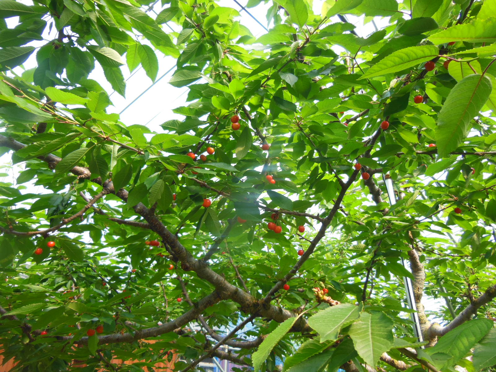 DSCN4088