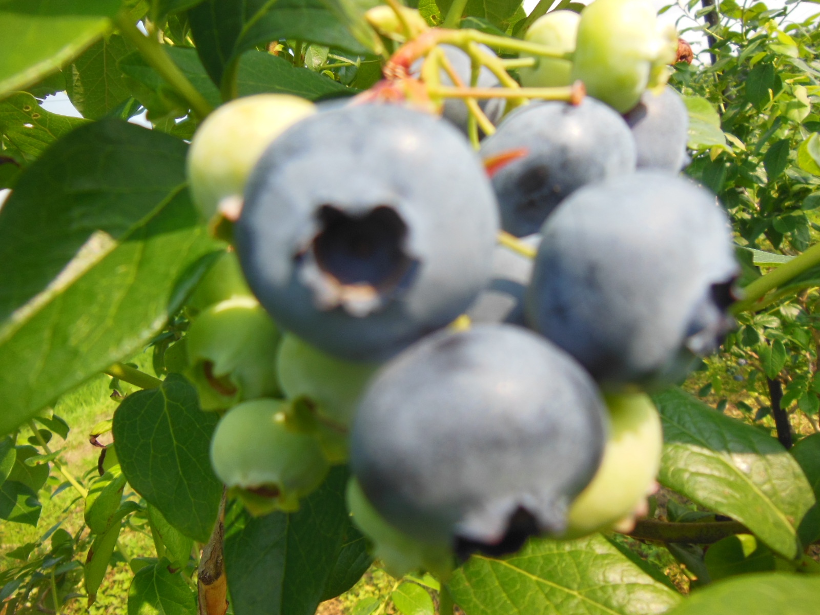 DSCN4092