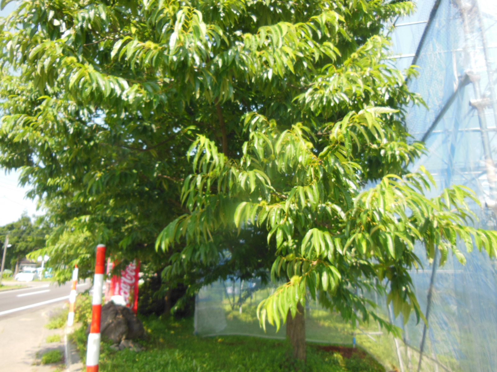 DSCN4157